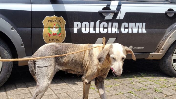 Polícia Civil resgata cachorro em situação de maus-tratos em Mondaí