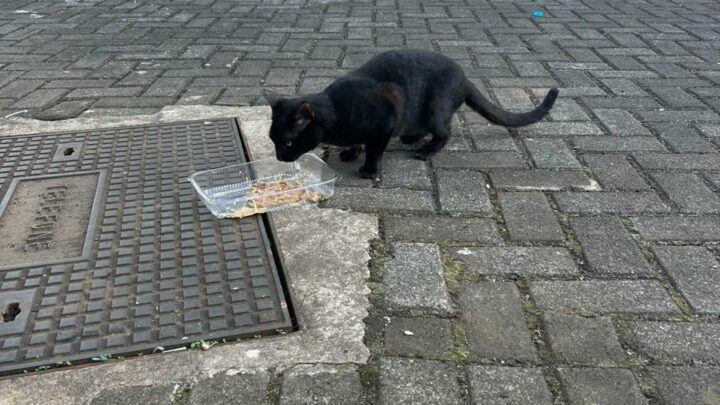 Dezembro Verde: mês de conscientização contra o abandono de animais