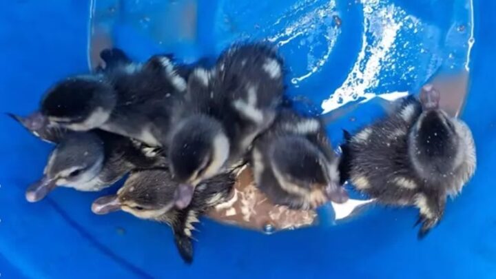 Funcionários resgatam filhotes de pato presos em bueiro em Brusque