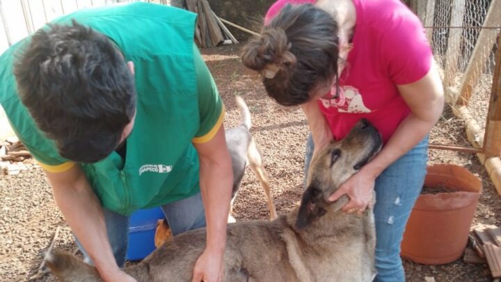 NAPA realiza mutirão de vacinação em cães e gatos de comunidades chapecoense