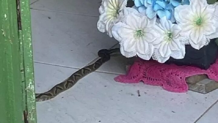 Cobras são encontradas em altar de igreja em SC