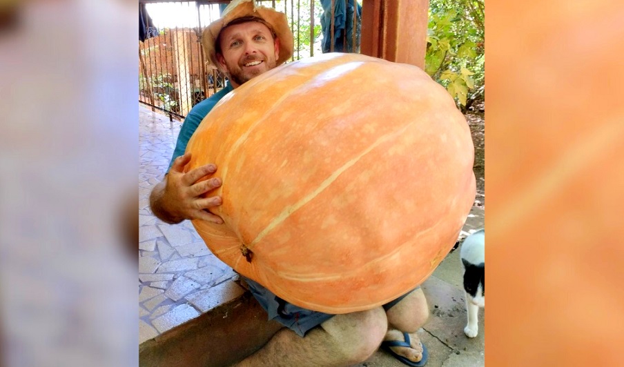 Produtor colhe abóbora com 76 kg no Meio-Oeste Produtor colhe abóbora com 76 kg no Meio-Oeste