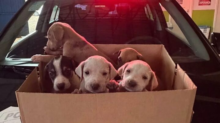 Idoso é preso por maus-tratos a cadela e filhotes no interior de SC