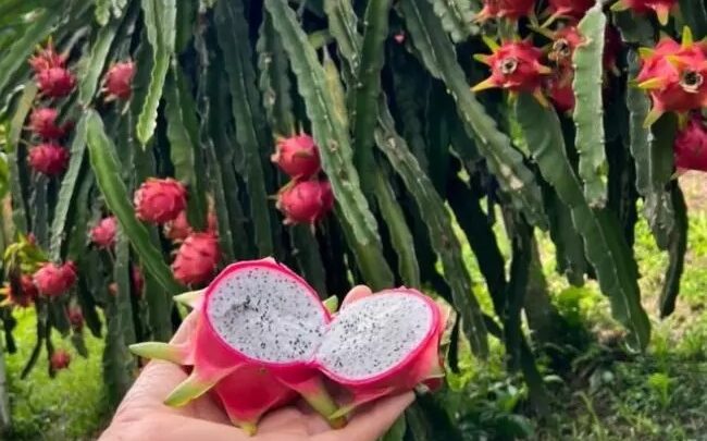 Família de Gaspar colhe três toneladas de pitaya e compartilha paixão pelo cultivo