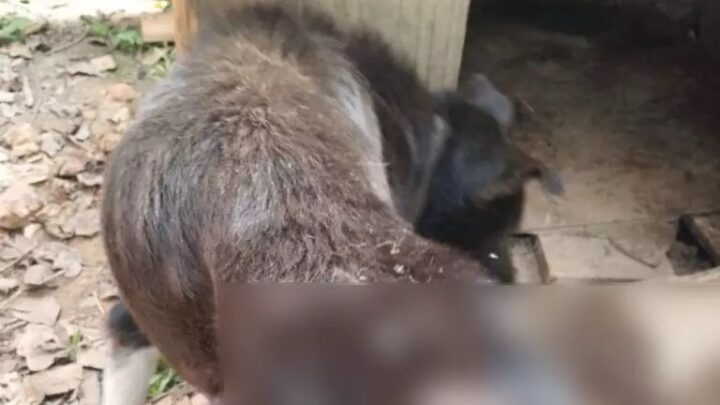 Mulher é indiciada após cão ser encontrado debilitado e sem água em SC