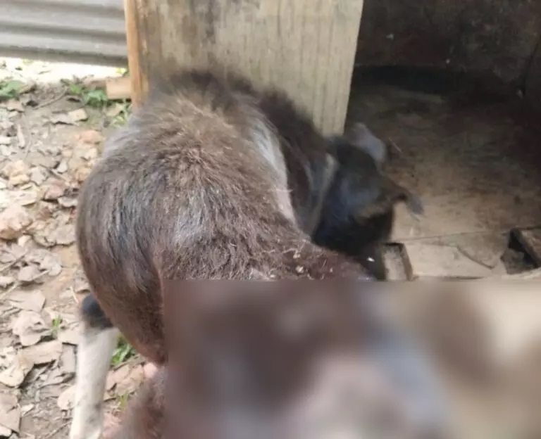 Mulher é indiciada após cão ser encontrado debilitado e sem água em SC Mulher é indiciada após cão ser encontrado debilitado e sem água em SC