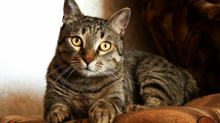 Homem mata gato a vassouradas após invadir a casa da ex em Criciúma
