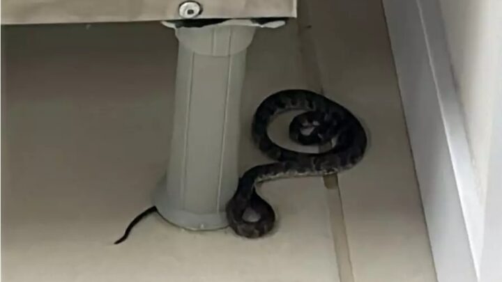 Cobra venenosa é encontrada em pátio de escola em Florianópolis