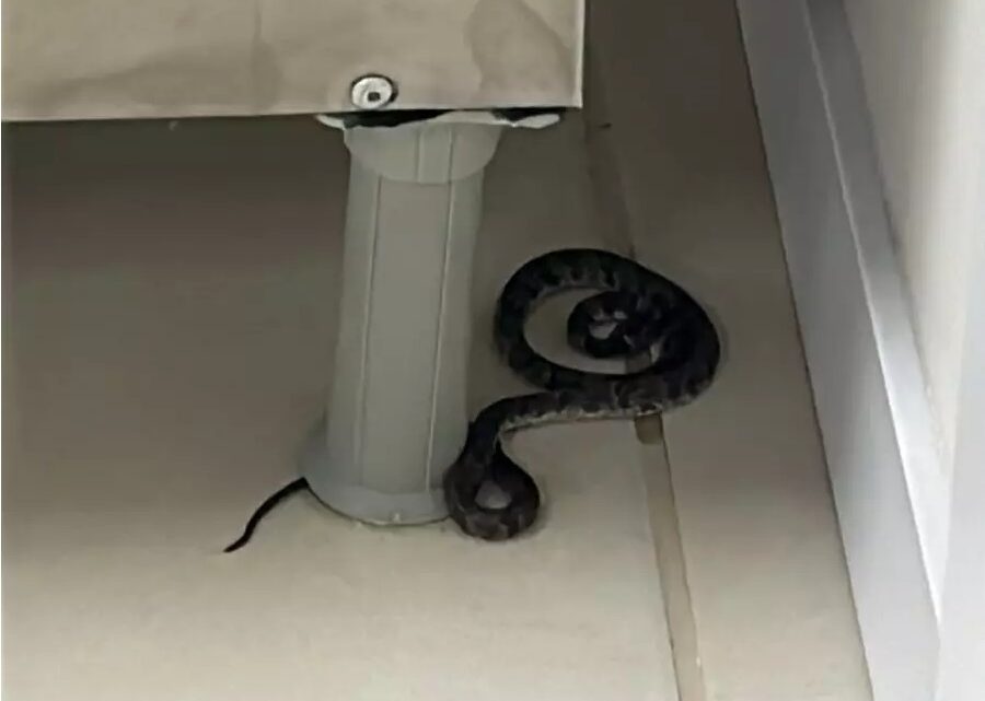 Cobra venenosa é encontrada em pátio de escola em Florianópolis Cobra venenosa é encontrada em pátio de escola em Florianópolis