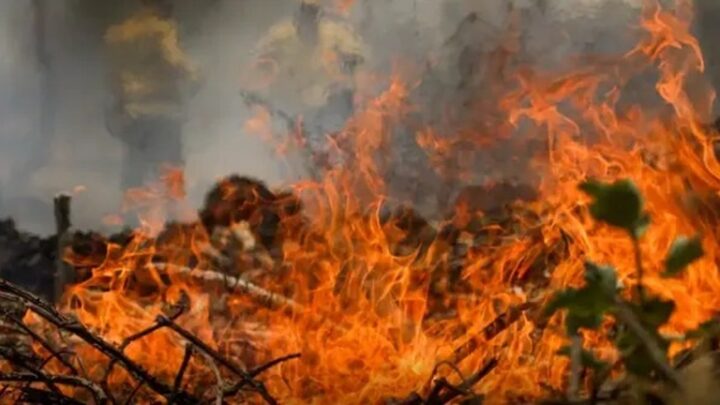 Brasil registra mais de 800 mil hectares de áreas queimadas nos primeiros 2 meses do ano