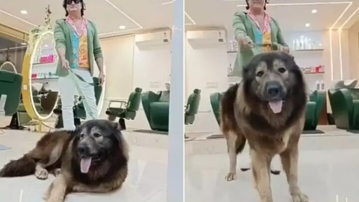 “Parece com um lobo”: cão mais caro do mundo é comprado por R$ 30 milhões