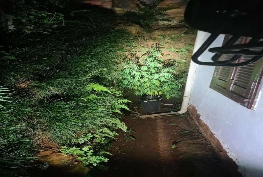 PM encontra pé de maconha plantado em vaso ao lado de residência PM encontra pé de maconha plantado em vaso ao lado de residência