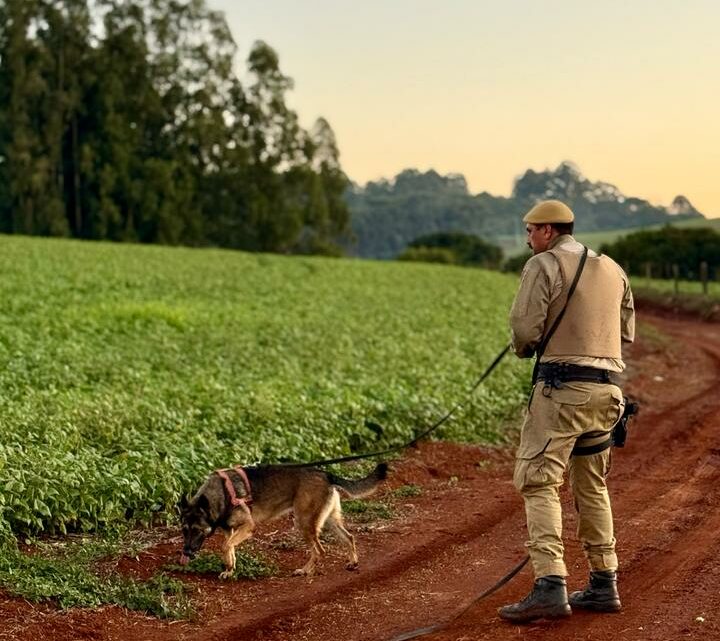 Homem é encontrado desorientado após desaparecimento em área rural de Xanxerê Homem é encontrado desorientado após desaparecimento em área rural de Xanxerê
