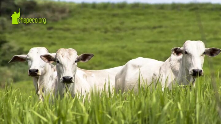Homem furta, abate e carneia vaca de vizinho em SC