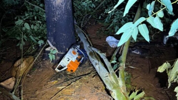 Trágico! Queda de árvore mata dois homens no Oeste de SC