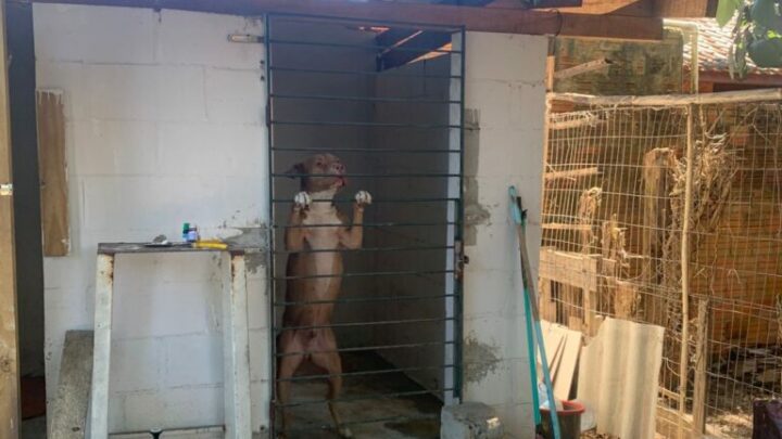 Delegacia de Proteção Animal da Capital prende homem em flagrante por maus-tratos mediante negligência em ataque de cães em hospedagem