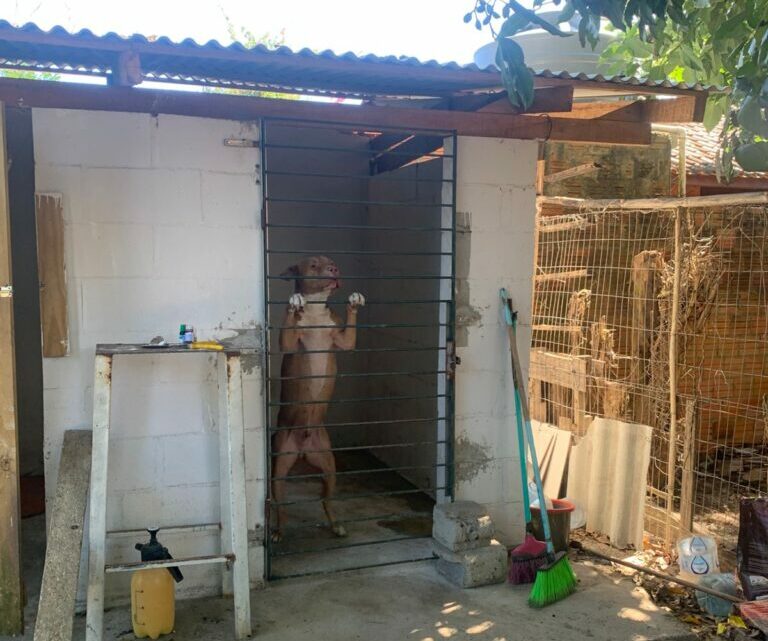 Delegacia de Proteção Animal da Capital prende homem em flagrante por maus-tratos mediante negligência em ataque de cães em hospedagem Delegacia de Proteção Animal da Capital prende homem em flagrante por maus-tratos mediante negligência em ataque de cães em hospedagem