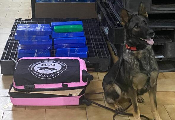 Operação “Protetor”: cão farejador do NOC de Xanxerê localiza maconha em mala, na rodoviária do município