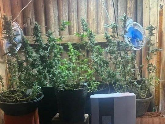 Polícia encontra plantação de maconha em residência após negativa judicial para cultivo de cannabis