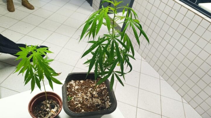 Polícia Militar apreende pés de maconha em São Bento do Sul