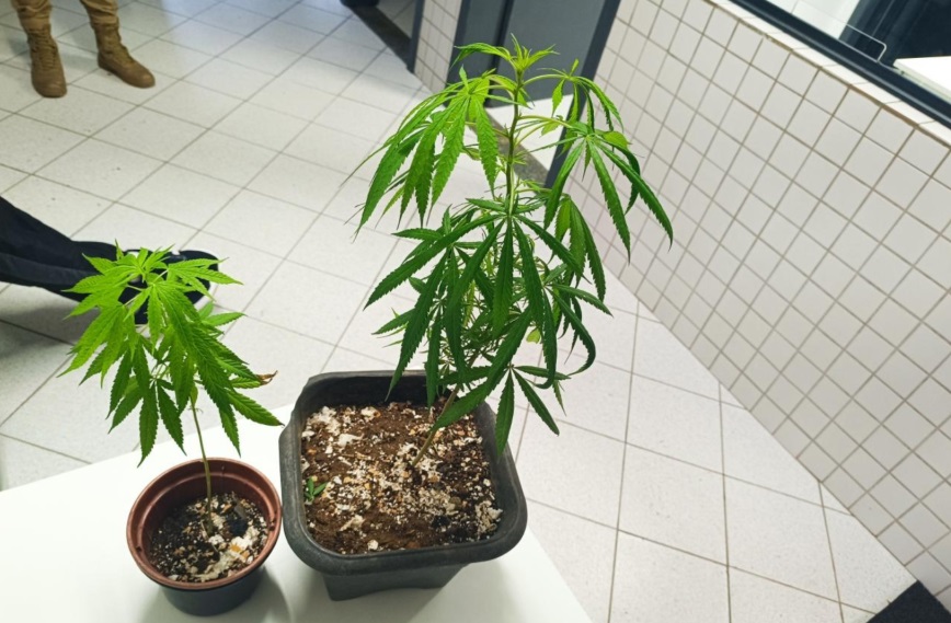 Polícia Militar apreende pés de maconha em São Bento do Sul Polícia Militar apreende pés de maconha em São Bento do Sul
