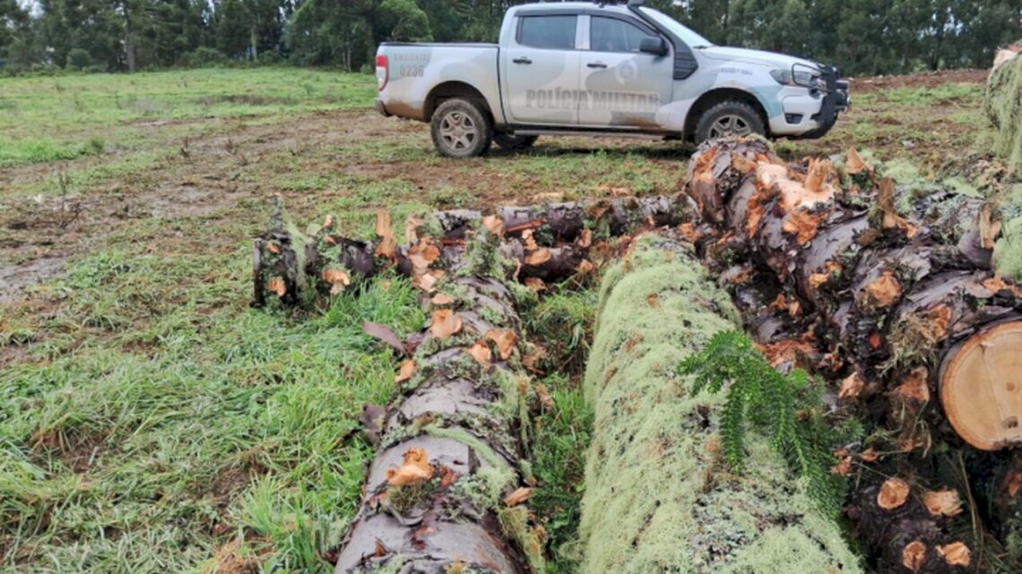 Corte ilegal de araucárias e intervenção em área de preservação são flagrados em São Joaquim Corte ilegal de araucárias e intervenção em área de preservação são flagrados em São Joaquim