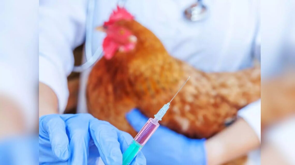 Caso de gripe aviária em SC dá negativo; três municípios seguem sob suspeita Caso de gripe aviária em SC dá negativo; três municípios seguem sob suspeita