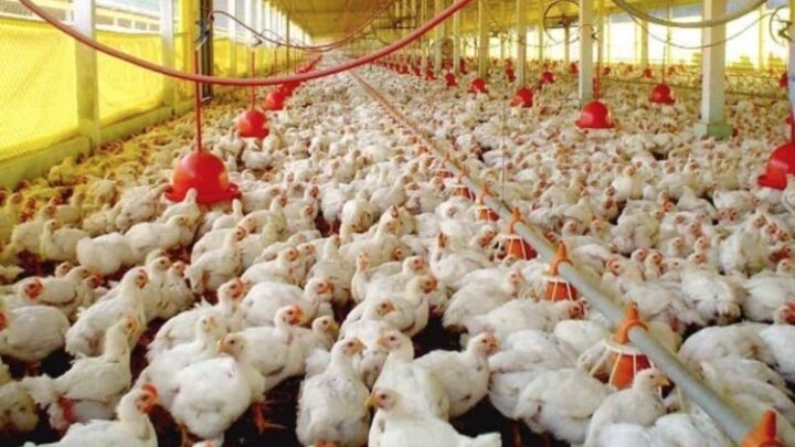 China suspende compra de carne de frango do Brasil após caso de gripe aviária no RS