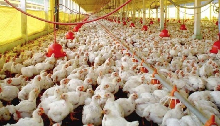 China suspende compra de carne de frango do Brasil após caso de gripe aviária no RS China suspende compra de carne de frango do Brasil após caso de gripe aviária no RS