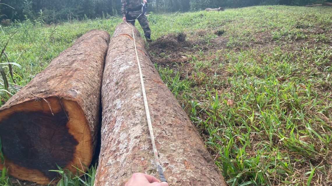 Força Tarefa combate desmatamento ilegal em área de Mata Atlântica no Alto Vale do Itajaí Força Tarefa combate desmatamento ilegal em área de Mata Atlântica no Alto Vale do Itajaí