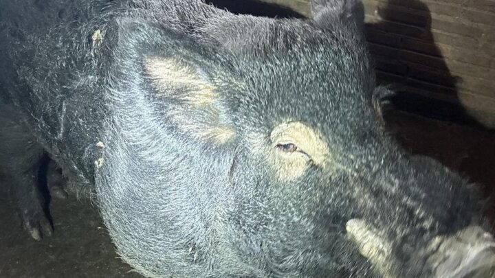 Polícia Militar Ambiental e Cidasc apreendem 29 javaporcos e javalis em São Carlos SC