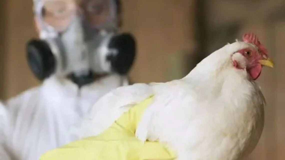 Trabalhador é isolado com suspeita de gripe aviária após surto em granja no RS Trabalhador é isolado com suspeita de gripe aviária após surto em granja no RS