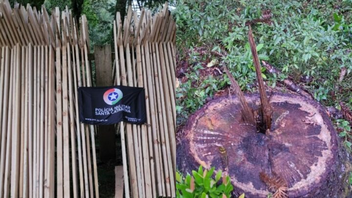 Polícia Militar Ambiental apreende mais de 2 metros cúbicos de madeira ilegal na Serra