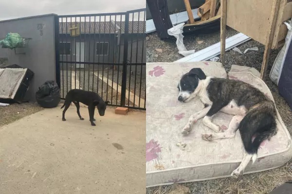 Tutor avisa ONG sobre abandono de pets e é preso por maus-tratos em SC Tutor avisa ONG sobre abandono de pets e é preso por maus-tratos em SC