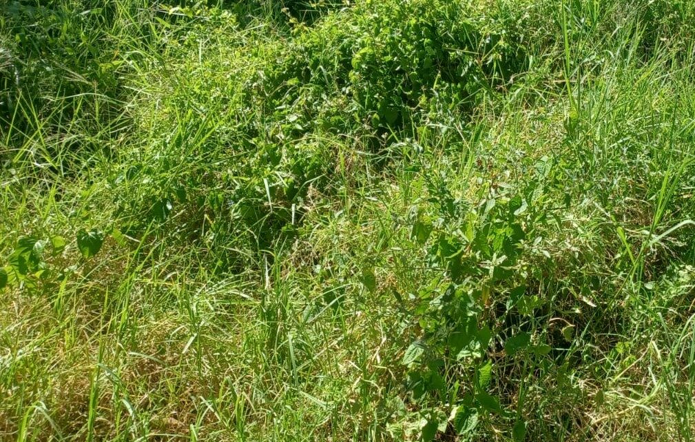 Prefeitura de Chapecó alerta para limpeza de terrenos baldios Prefeitura de Chapecó alerta para limpeza de terrenos baldios
