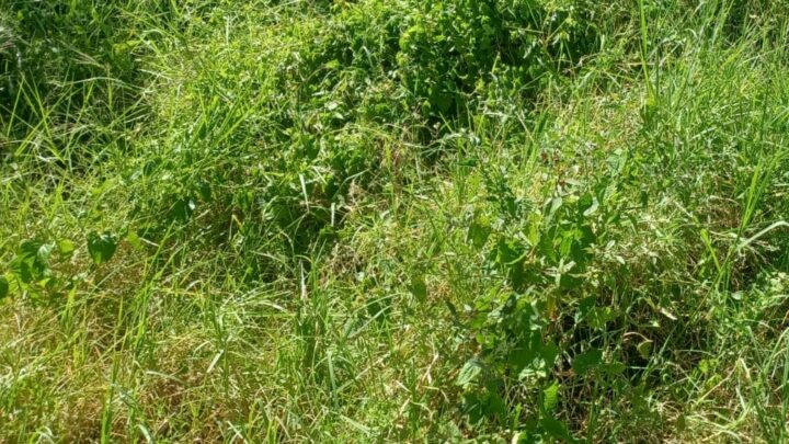 Prefeitura de Chapecó alerta para limpeza de terrenos baldios