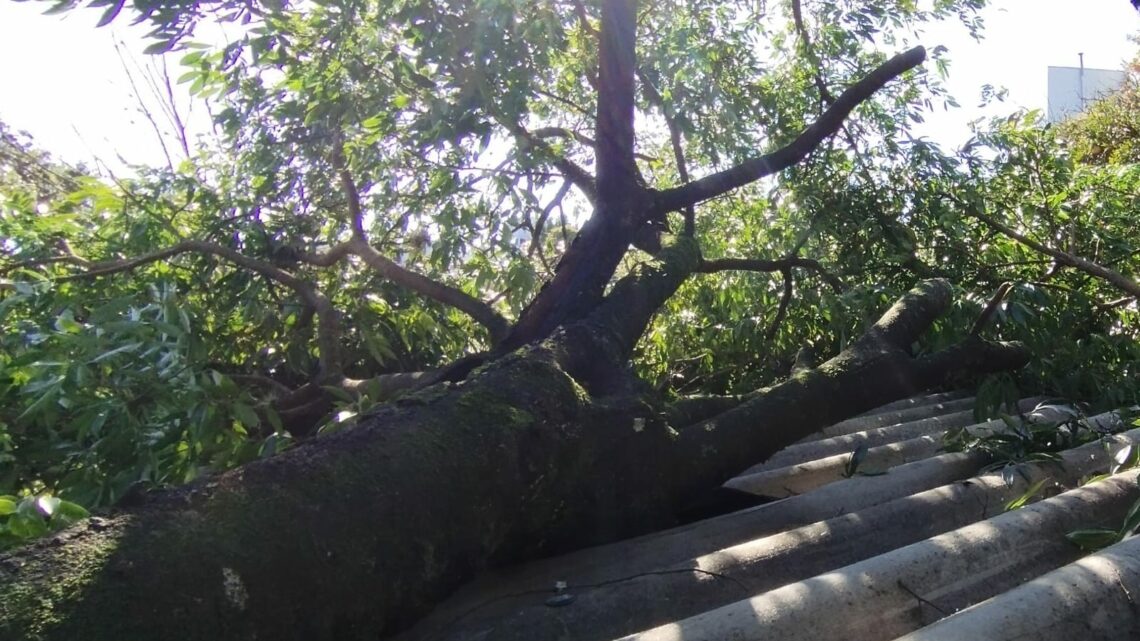 Árvore de seis metros cai sobre residência em Xanxerê após fortes ventos Árvore de seis metros cai sobre residência em Xanxerê após fortes ventos