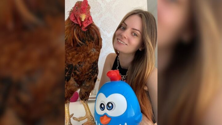 Estudante de biomedicina de Chapecó tem galo de estimação em casa
