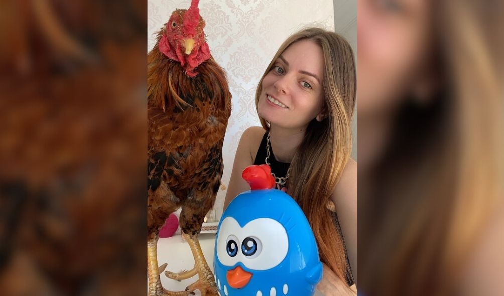 Estudante de biomedicina de Chapecó tem galo de estimação em casa Estudante de biomedicina de Chapecó tem galo de estimação em casa