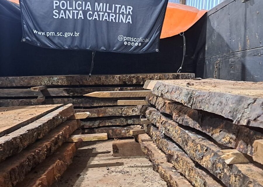 Polícia Militar Ambiental flagra corte ilegal de araucária no interior de Jupiá Polícia Militar Ambiental flagra corte ilegal de araucária no interior de Jupiá