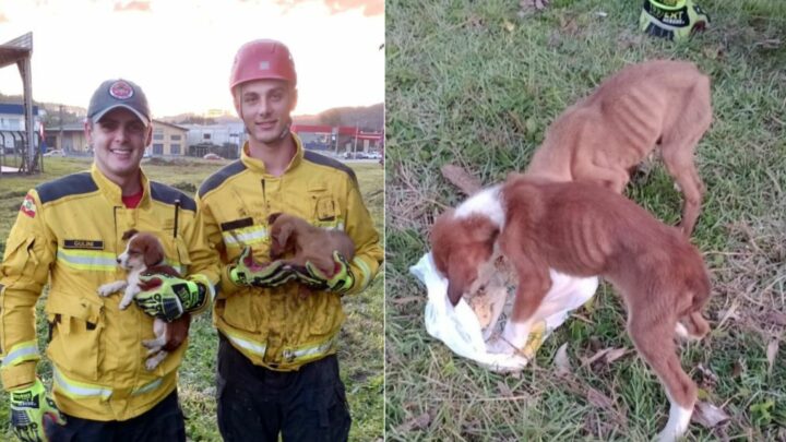 Cães desnutridos são salvos de bueiro por bombeiros e ganham novo lar em SC