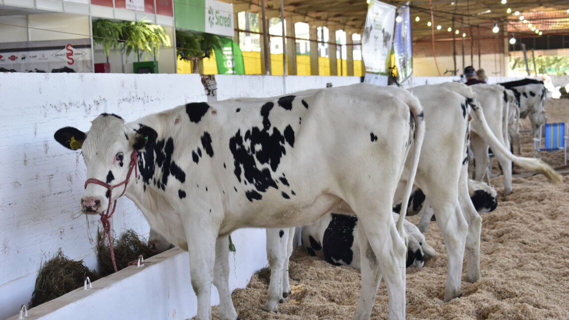 Efapi do Brasil tem somente alguns espaços no setor agropecuário Efapi do Brasil tem somente alguns espaços no setor agropecuário