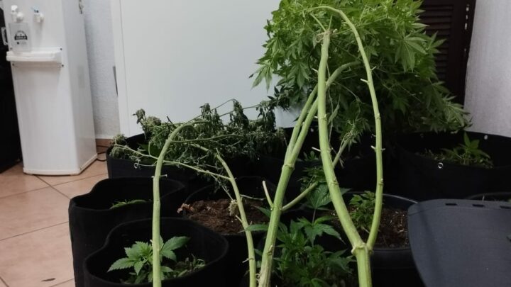 Homem é preso com plantação de maconha em Concórdia