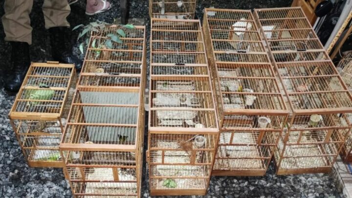 PF e PM Ambiental combatem o comércio ilegal de aves silvestres em SC