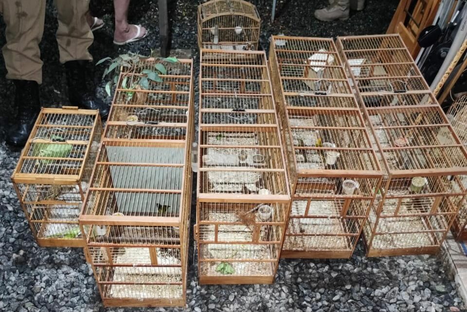 PF e PM Ambiental combatem o comércio ilegal de aves silvestres em SC PF e PM Ambiental combatem o comércio ilegal de aves silvestres em SC