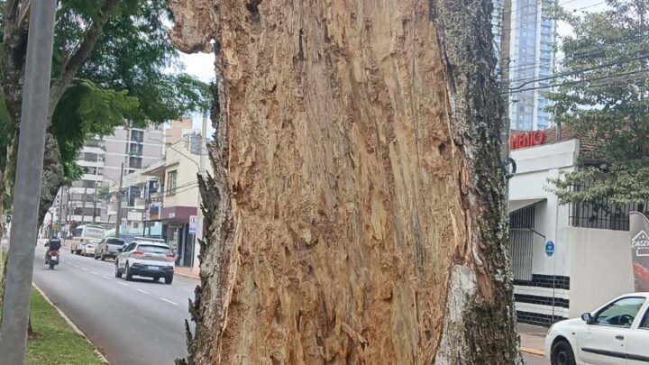 Prefeitura de Chapecó fará podas e substituições de árvores mortas nas ruas centrais da cidade