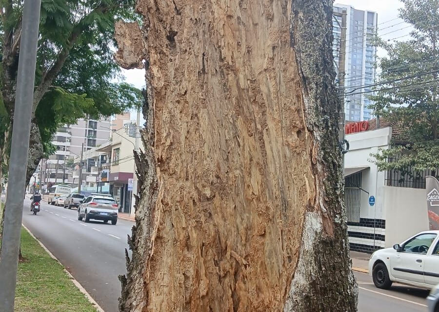 Prefeitura de Chapecó fará podas e substituições de árvores mortas nas ruas centrais da cidade Prefeitura de Chapecó fará podas e substituições de árvores mortas nas ruas centrais da cidade