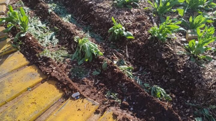 Prefeitura flagra desrespeito de motoristas em canteiros nas rotatórias