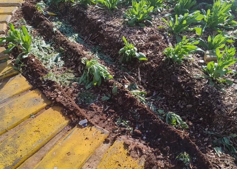 Prefeitura flagra desrespeito de motoristas em canteiros nas rotatórias Prefeitura flagra desrespeito de motoristas em canteiros nas rotatórias