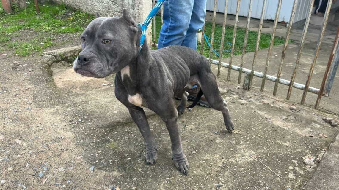 Dois homens são presos em Rio do Sul por maus-tratos a animais e desacato Dois homens são presos em Rio do Sul por maus-tratos a animais e desacato